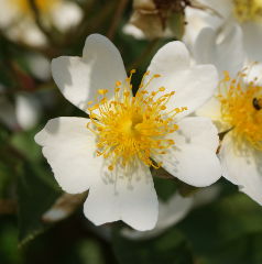 Rambler Rosa helenae