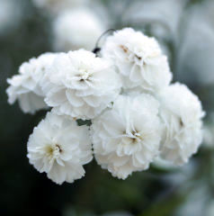 Achillea ptarmica 'Schneeball'