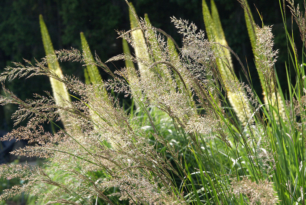 Calamagrostis varia