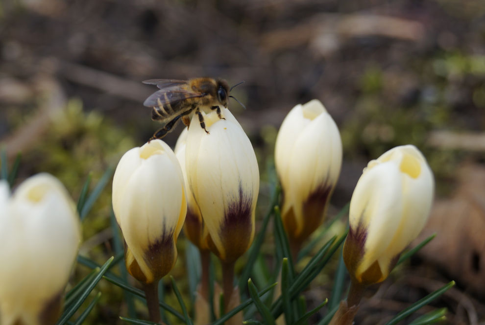 Zwiebelblüher für Insekten