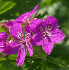 Erodium x hybridum