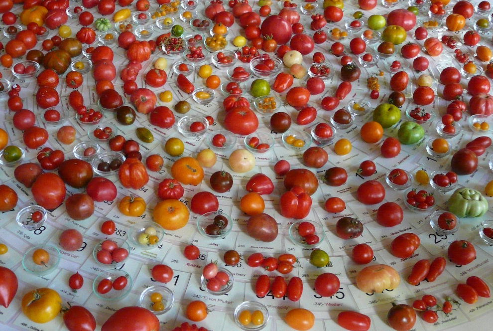 Vielfalt der Tomatensorten