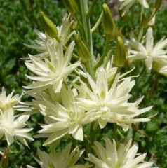 Camassia leichtlinii ssp. leichtlinii 'Semiplena' – Gefüllte Prärielilie