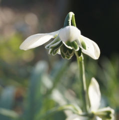 Galanthus nivalis 'Hippolyta' – Gefülltes Schneeglöckchen